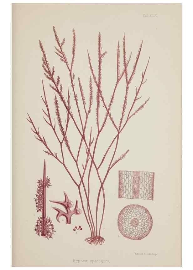 Reproducción/Reproduction 17209978674: Nereis australis, or Algae of the southern ocean :. London :Reeve Brothers,1847-1849.