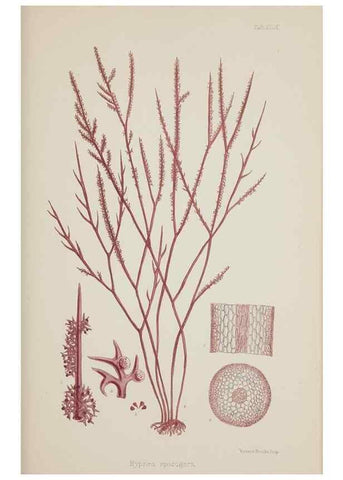 Reproducción/Reproduction 17209978674: Nereis australis, or Algae of the southern ocean :. London :Reeve Brothers,1847-1849.