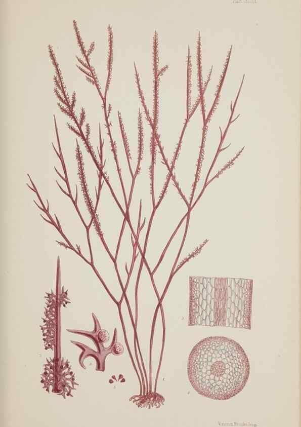 Reproducción/Reproduction 17209978674: Nereis australis, or Algae of the southern ocean :. London :Reeve Brothers,1847-1849.