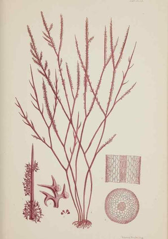 Reproducción/Reproduction 17209978674: Nereis australis, or Algae of the southern ocean :. London :Reeve Brothers,1847-1849.