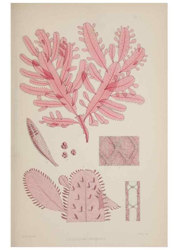 Reproducción/Reproduction 17832233291: Nereis australis, or Algae of the southern ocean :. London :Reeve Brothers,1847-1849.