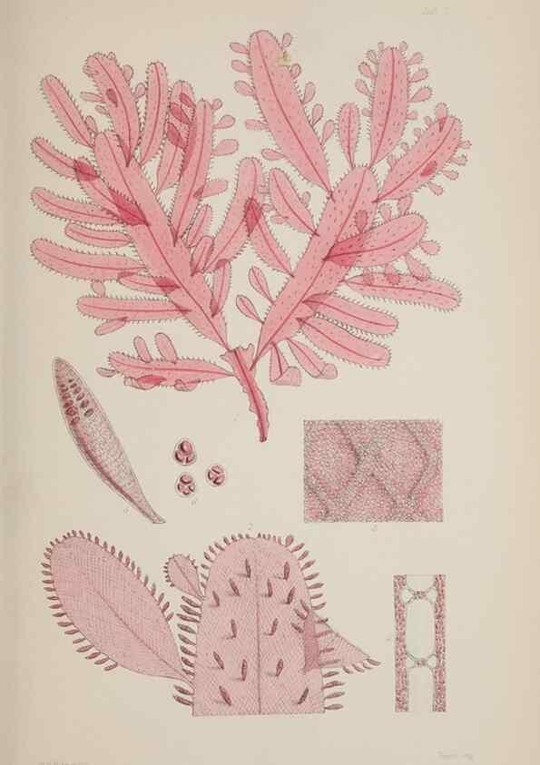 Reproducción/Reproduction 17832233291: Nereis australis, or Algae of the southern ocean :. London :Reeve Brothers,1847-1849.