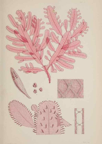 Reproducción/Reproduction 17832233291: Nereis australis, or Algae of the southern ocean :. London :Reeve Brothers,1847-1849.