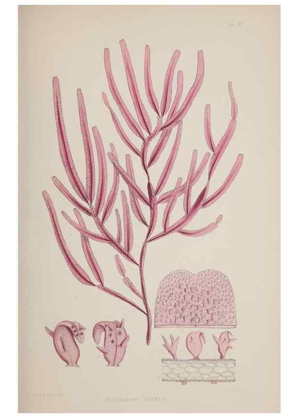 Reproducción/Reproduction 17209259034: Nereis australis, or Algae of the southern ocean :. London :Reeve Brothers,1847-1849.