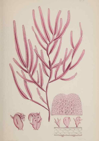 Reproducción/Reproduction 17209259034: Nereis australis, or Algae of the southern ocean :. London :Reeve Brothers,1847-1849.