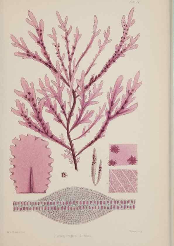Reproducción/Reproduction 17211418463: Nereis australis, or Algae of the southern ocean :. London :Reeve Brothers,1847-1849.