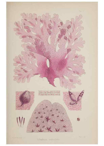 Reproducción/Reproduction 17643994328: Nereis australis, or Algae of the southern ocean :. London :Reeve Brothers,1847-1849.