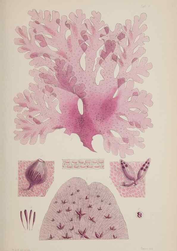 Reproducción/Reproduction 17643994328: Nereis australis, or Algae of the southern ocean :. London :Reeve Brothers,1847-1849.