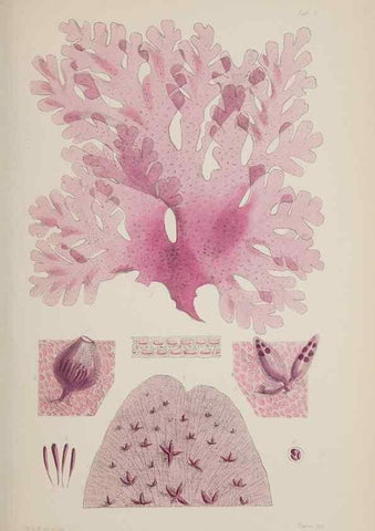 Reproducción/Reproduction 17643994328: Nereis australis, or Algae of the southern ocean :. London :Reeve Brothers,1847-1849.