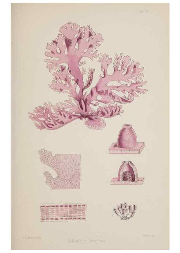 Reproducción/Reproduction 17644259920: Nereis australis, or Algae of the southern ocean :. London :Reeve Brothers,1847-1849.