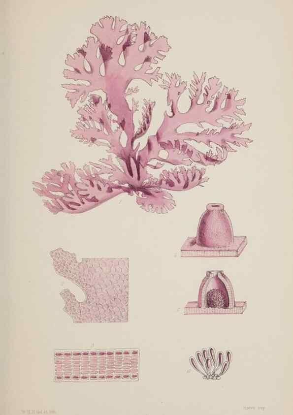 Reproducción/Reproduction 17644259920: Nereis australis, or Algae of the southern ocean :. London :Reeve Brothers,1847-1849.