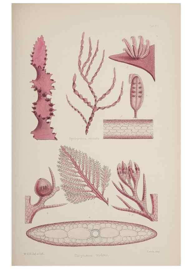 Reproducción/Reproduction 17211454863: Nereis australis, or Algae of the southern ocean :. London :Reeve Brothers,1847-1849.