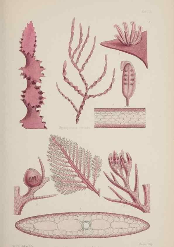 Reproducción/Reproduction 17211454863: Nereis australis, or Algae of the southern ocean :. London :Reeve Brothers,1847-1849.