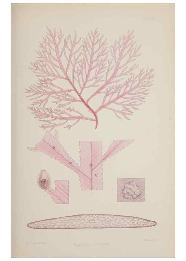 Reproducción/Reproduction 17644030598: Nereis australis, or Algae of the southern ocean :. London :Reeve Brothers,1847-1849.