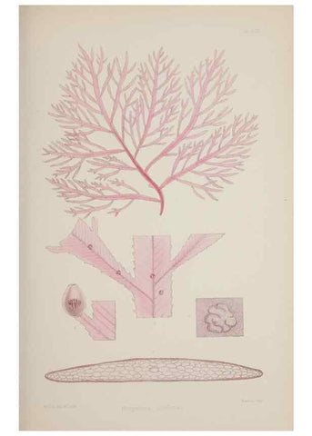Reproducción/Reproduction 17644030598: Nereis australis, or Algae of the southern ocean :. London :Reeve Brothers,1847-1849.