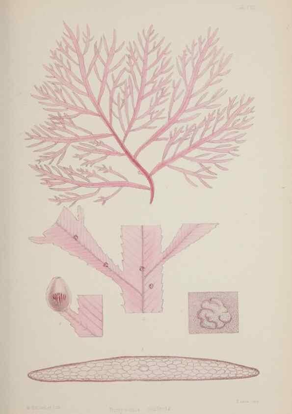 Reproducción/Reproduction 17644030598: Nereis australis, or Algae of the southern ocean :. London :Reeve Brothers,1847-1849.