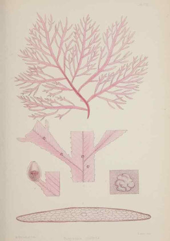 Reproducción/Reproduction 17644030598: Nereis australis, or Algae of the southern ocean :. London :Reeve Brothers,1847-1849.