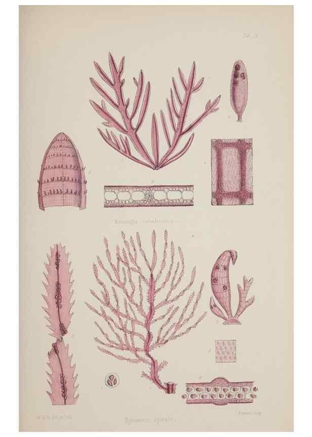 Reproducción/Reproduction 17829025002: Nereis australis, or Algae of the southern ocean :. London :Reeve Brothers,1847-1849.