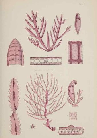 Reproducción/Reproduction 17829025002: Nereis australis, or Algae of the southern ocean :. London :Reeve Brothers,1847-1849.