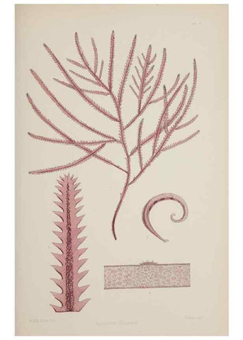 Reproducción/Reproduction 17209349314: Nereis australis, or Algae of the southern ocean :. London :Reeve Brothers,1847-1849.