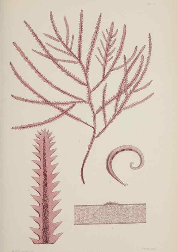 Reproducción/Reproduction 17209349314: Nereis australis, or Algae of the southern ocean :. London :Reeve Brothers,1847-1849.
