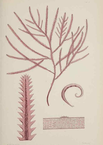 Reproducción/Reproduction 17209349314: Nereis australis, or Algae of the southern ocean :. London :Reeve Brothers,1847-1849.