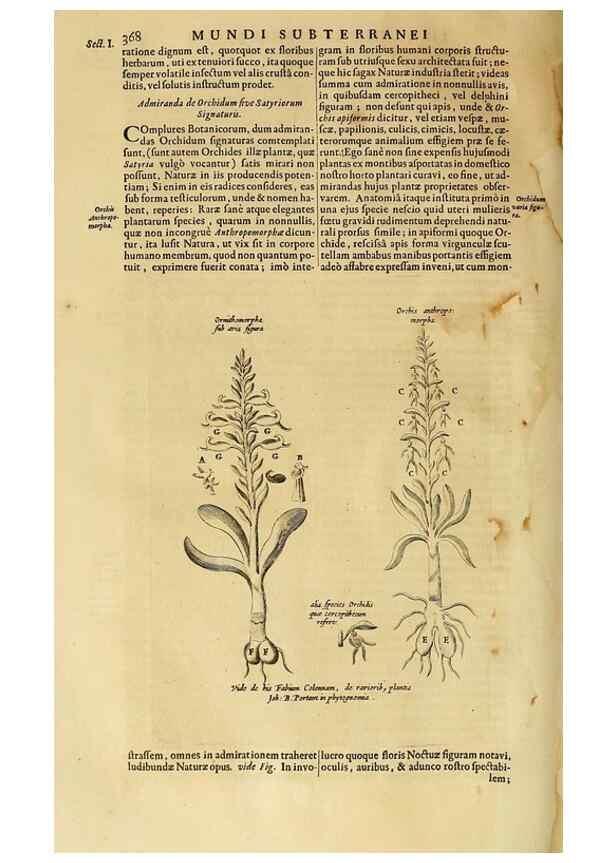 Reproducción/Reproduction 15666586781: Mundus subterraneus, in XII libros digestus :. Amstelodami :apud Joannem Janssonium à Waesberge & filios,1678.
