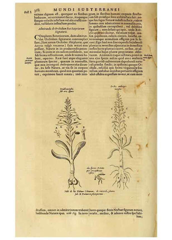 Reproducción/Reproduction 15666586781: Mundus subterraneus, in XII libros digestus :. Amstelodami :apud Joannem Janssonium à Waesberge & filios,1678.
