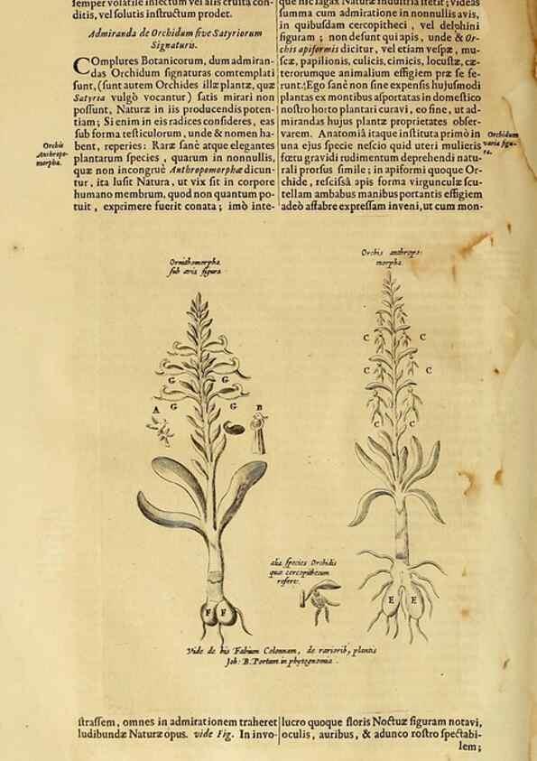 Reproducción/Reproduction 15666586781: Mundus subterraneus, in XII libros digestus :. Amstelodami :apud Joannem Janssonium à Waesberge & filios,1678.