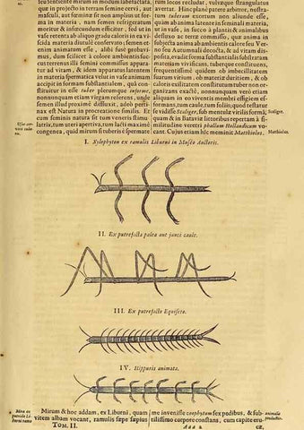 Reproducción/Reproduction 15670091942: Mundus subterraneus, in XII libros digestus :. Amstelodami :apud Joannem Janssonium à Waesberge & filios,1678.