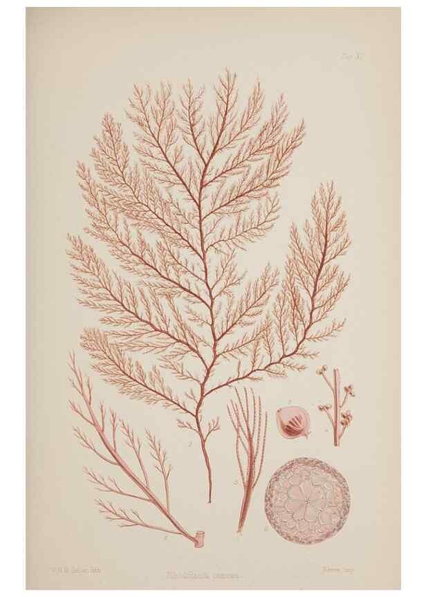 Reproducción/Reproduction 17829053832: Nereis australis, or Algae of the southern ocean :. London :Reeve Brothers,1847-1849.