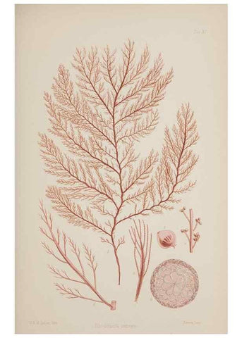 Reproducción/Reproduction 17829053832: Nereis australis, or Algae of the southern ocean :. London :Reeve Brothers,1847-1849.