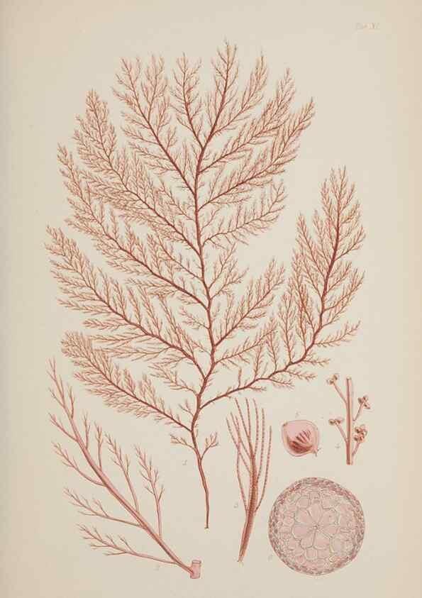 Reproducción/Reproduction 17829053832: Nereis australis, or Algae of the southern ocean :. London :Reeve Brothers,1847-1849.