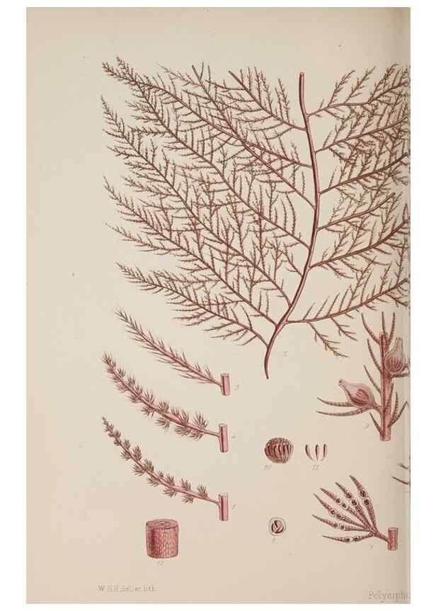 Reproducción/Reproduction 17805590276: Nereis australis, or Algae of the southern ocean :. London :Reeve Brothers,1847-1849.