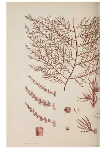 Reproducción/Reproduction 17805590276: Nereis australis, or Algae of the southern ocean :. London :Reeve Brothers,1847-1849.