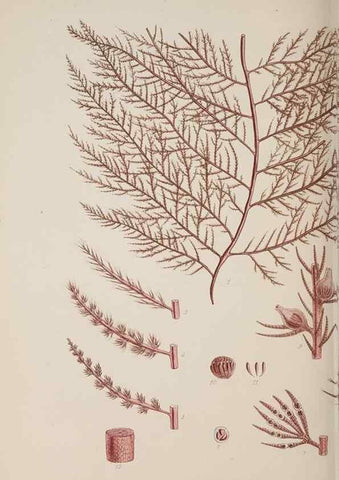 Reproducción/Reproduction 17805590276: Nereis australis, or Algae of the southern ocean :. London :Reeve Brothers,1847-1849.