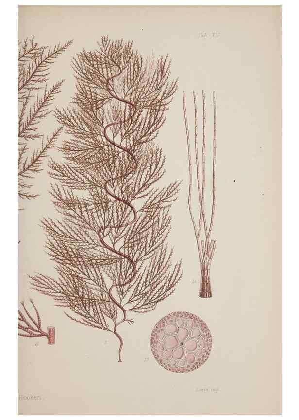 Reproducción/Reproduction 17644357060: Nereis australis, or Algae of the southern ocean :. London :Reeve Brothers,1847-1849.