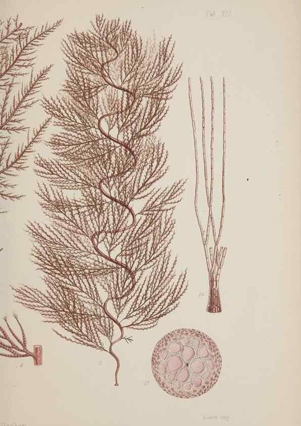 Reproducción/Reproduction 17644357060: Nereis australis, or Algae of the southern ocean :. London :Reeve Brothers,1847-1849.