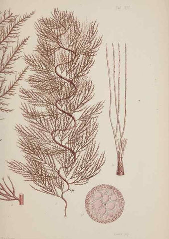Reproducción/Reproduction 17644357060: Nereis australis, or Algae of the southern ocean :. London :Reeve Brothers,1847-1849.