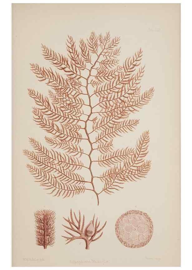 Reproducción/Reproduction 17832391161: Nereis australis, or Algae of the southern ocean :. London :Reeve Brothers,1847-1849.