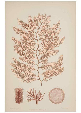 Reproducción/Reproduction 17832391161: Nereis australis, or Algae of the southern ocean :. London :Reeve Brothers,1847-1849.