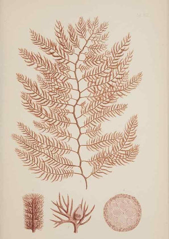 Reproducción/Reproduction 17832391161: Nereis australis, or Algae of the southern ocean :. London :Reeve Brothers,1847-1849.