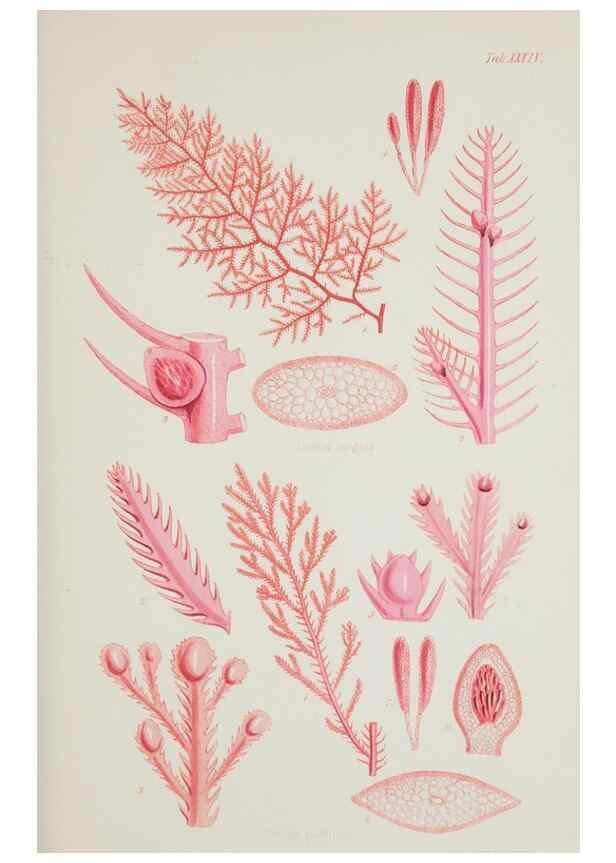 Reproducción/Reproduction 17829407132: Nereis australis, or Algae of the southern ocean :. London :Reeve Brothers,1847-1849.