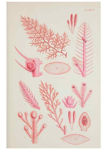 Reproducción/Reproduction 17829407132: Nereis australis, or Algae of the southern ocean :. London :Reeve Brothers,1847-1849.