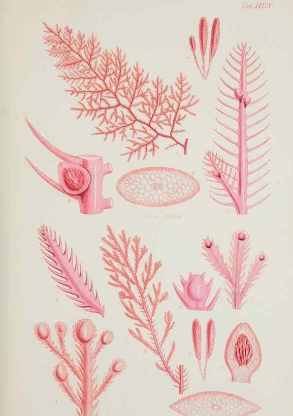 Reproducción/Reproduction 17829407132: Nereis australis, or Algae of the southern ocean :. London :Reeve Brothers,1847-1849.