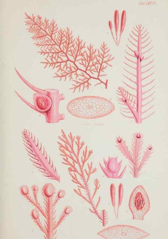 Reproducción/Reproduction 17829407132: Nereis australis, or Algae of the southern ocean :. London :Reeve Brothers,1847-1849.