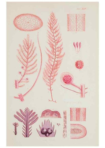 Reproducción/Reproduction 17644449388: Nereis australis, or Algae of the southern ocean :. London :Reeve Brothers,1847-1849.