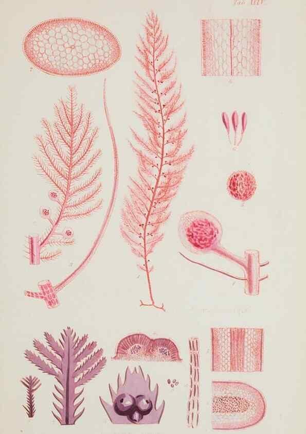 Reproducción/Reproduction 17644449388: Nereis australis, or Algae of the southern ocean :. London :Reeve Brothers,1847-1849.