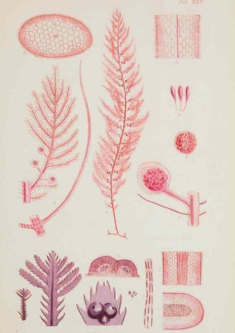 Reproducción/Reproduction 17644449388: Nereis australis, or Algae of the southern ocean :. London :Reeve Brothers,1847-1849.