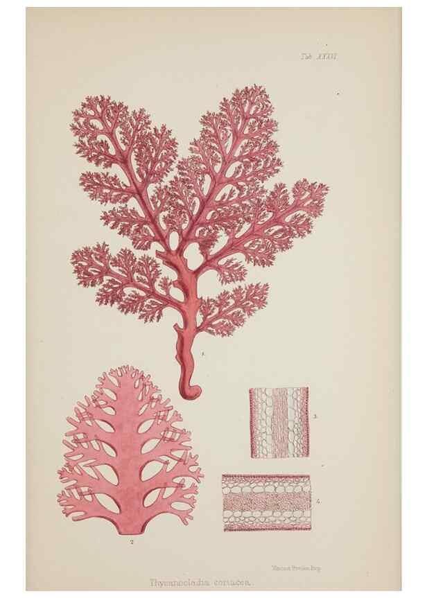 Reproducción/Reproduction 17832272715: Nereis australis, or Algae of the southern ocean :. London :Reeve Brothers,1847-1849.